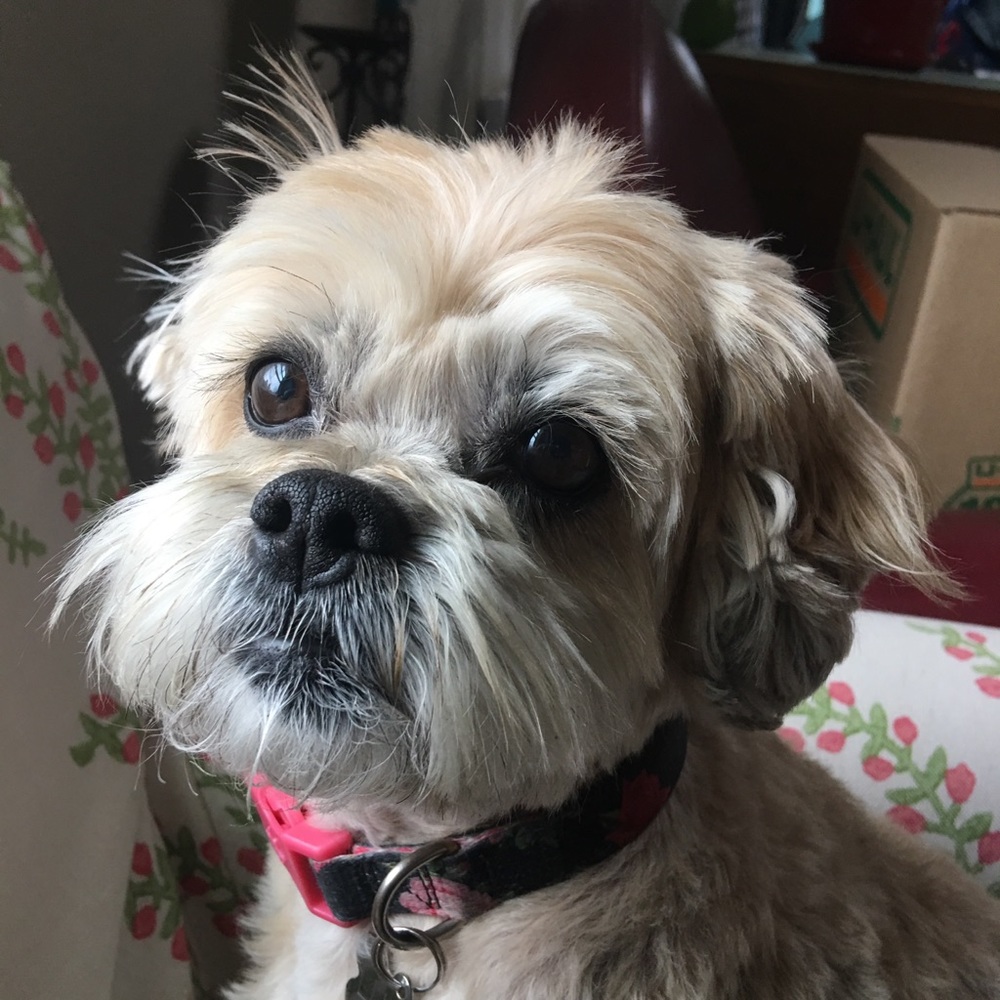 Meet your Posher, Jennifer